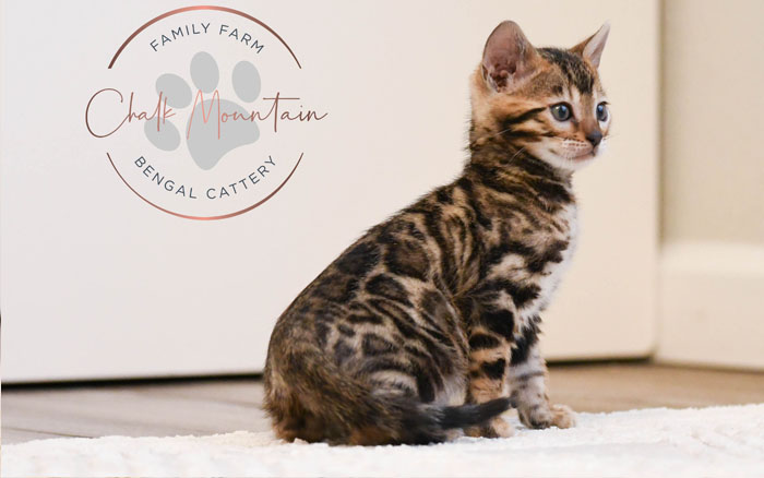Bengal kitten for sale